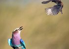 Lilac Breasted Roller - Richard Hall (open) : Birds, Chobe, Lilac-breasted Roller